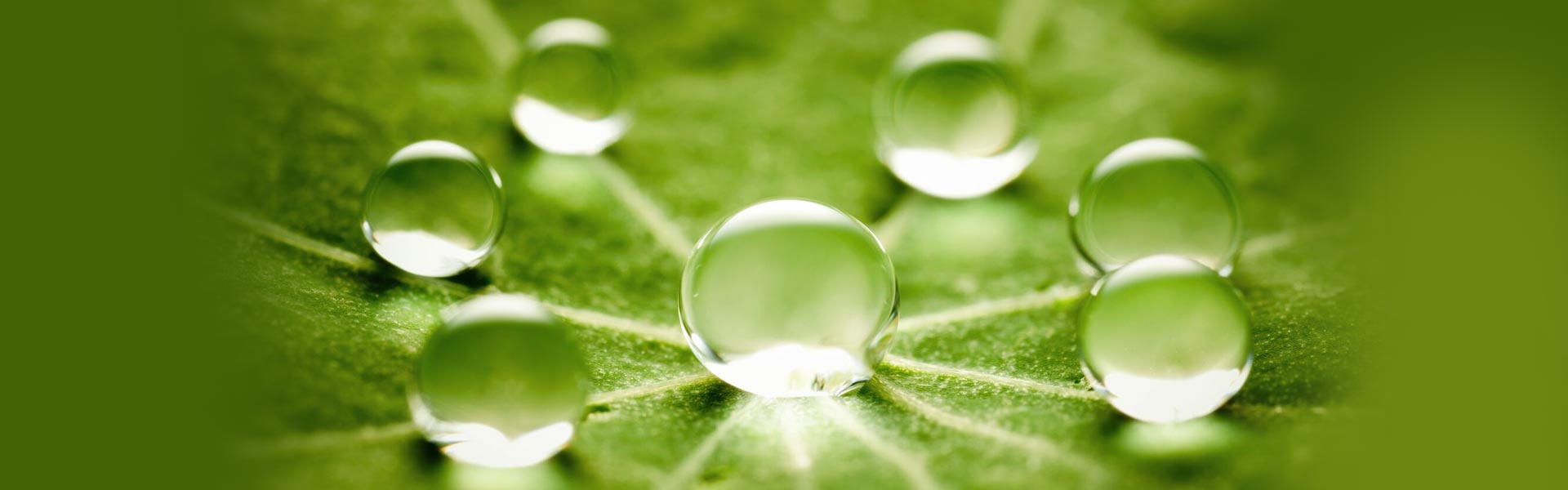 water drops on a leaf